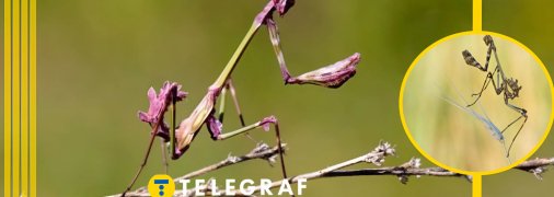 Емпуза смугаста