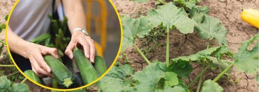 Как увеличить урожай кабачков в июле