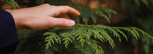 Туя – красивое, но опасное растение