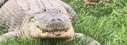 Толстый аллигатор с артритом умудрился сбежать из зоопарка: что известно о его судьбе (фото)