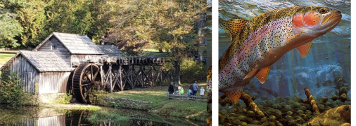 Розведення риби