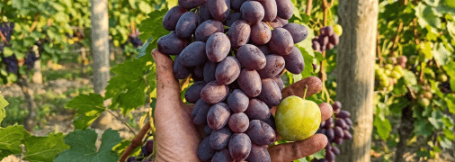 Виноград Рембо — справжній силач і просто красень