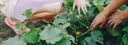 Підживлення огірків перед плодоношенням та після нього – важлива справа