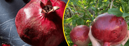 Насправді, почистити гранат дуже просто