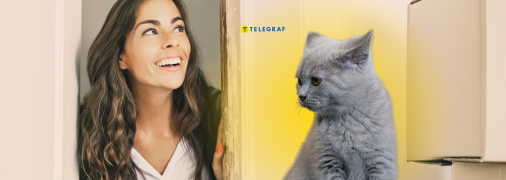 Кіт чекає господаря