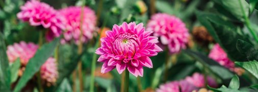 Жоржини – прикраси будь-якої ділянки