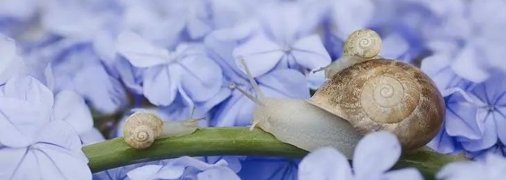 Слизни и улитки очень любят листву, стебли и саженцы