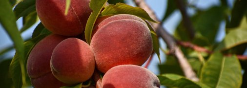 Щоб персик дав добрий врожай улітку, потрібно подбати про його зимівлю