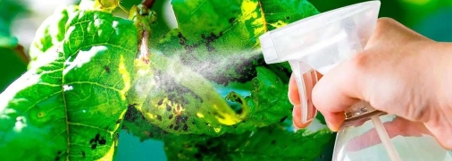 Естественные методы борьбы с тлей экономичны и экологичны