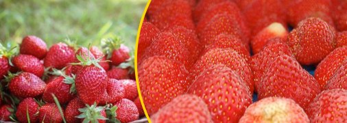 Замораживать клубнику следует правильно