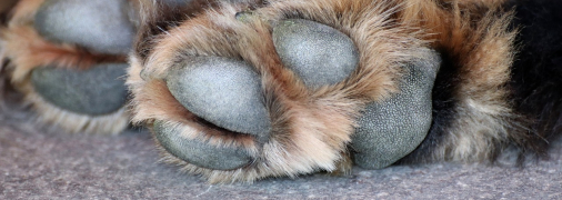 Поліція відкрила кримінальне провадження проти живодера