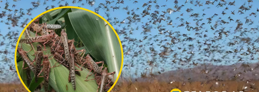 Саранча в Украине