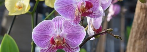 Не забувайте застосовувати спеціальні добрива для орхідей