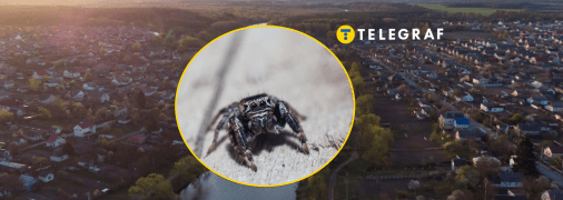 Редкого паука увидели в Кривом Роге