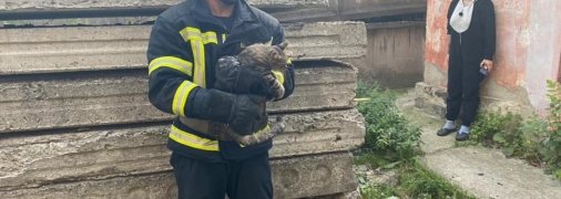 В Ровно спасли кота