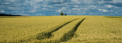 Частіше вони живуть у степу