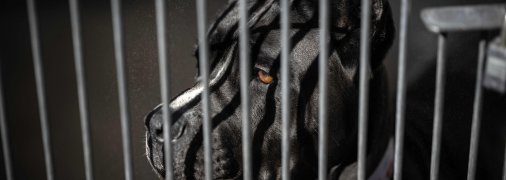 Собака породи кане-корсо відноситься до потенційно небезпечних