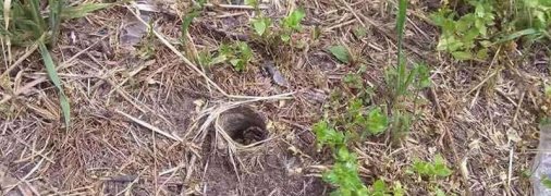 Величезний павук оселився на дитячому майданчику в Дніпрі: чи варто боятись зустрічі з ним