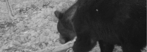 У Карпатах ведмеді вбивають худобу і знищують пасіки: як врятуватися при зустрічі з диким звірем