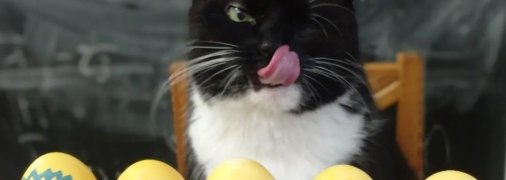 Кіт Бандера