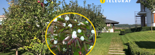 Ядовитые растения