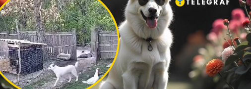 Собака-открывака насмешила сеть