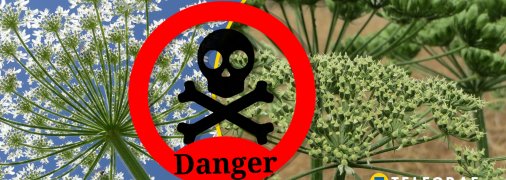 Що таке борщівник і чим він небезпечний