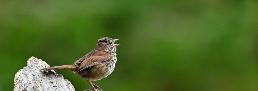 Горобці в міському середовищі