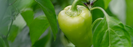 Перцям потрібне тепло, інакше вони можуть загинути