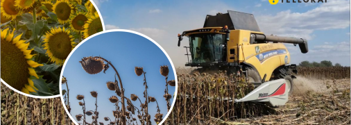 Аграрии Днепропетровщине жалуются на урожай подсолнухов