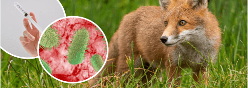 Лисы могут переносить бешенство