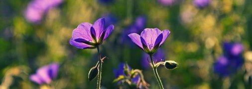 Какие завтра праздники: традиции и приметы на 3 июля