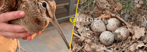 Вальдшнеп навесні мігрує для розмноження