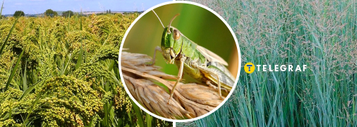 Навала сарани в Україні триває вже кілька тижнів