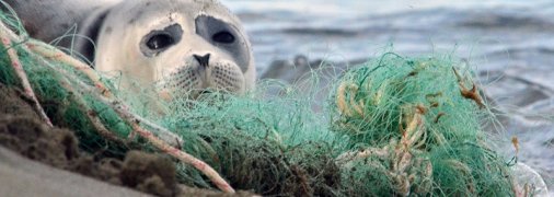 Частина туш облуплені: узбережжя Каспійського моря всипане мертвими нерпами (фото, відео)