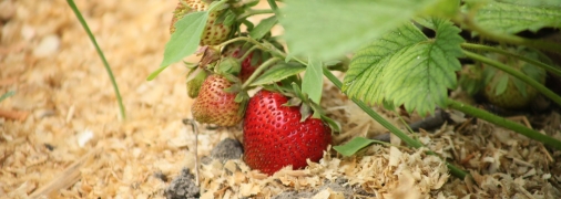 Мульчирование клубники