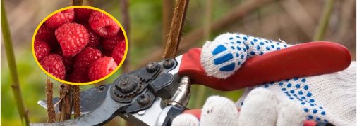 Обрезка малины