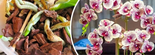 Орхидее нужно обеспечивать условия, необходимые для ее правильного развития