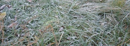 Більшу частину України в найближчі ночі будуть сковувати заморозки - прогноз на 9 і 10 травня