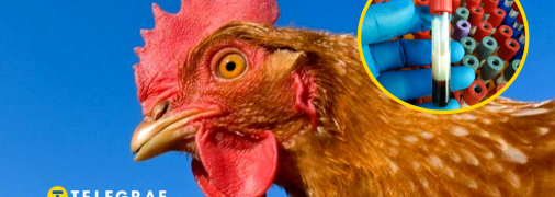 Птичий грипп