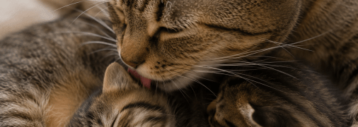 Кішка вилизує кошенят
