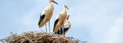 Белые аисты, иллюстрация