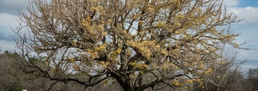 Абрикосовое дерево требует правильного ухода (изображение создано с помощью ИИ)