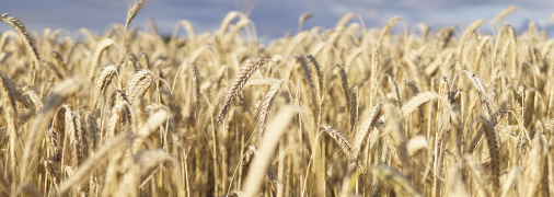 Коли Україна розпочне жнива? Аномальна погода зрушила строки на 3 тижні