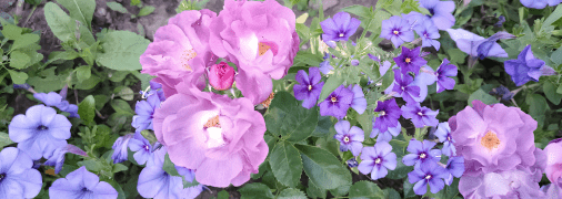 Які посадити флокси, петунії та троянди, щоб вони ідеально поєднувалися