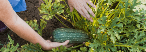 Як виростити ранні кабачки