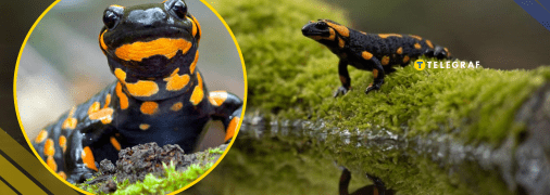 Плямиста саламандра