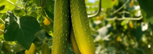 Огіркам загрожують грибки та паразити