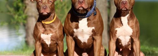 Кабмин перечислил самых опасных собак