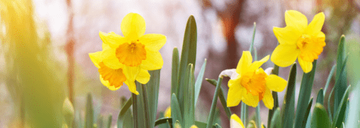 Яке церковне свято 7 березня 2025 - День вшанування пам'яті священномучеників Василія, Єфрема, Капітона